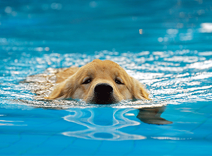 puppy - swim
