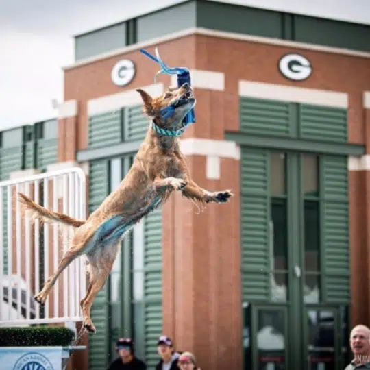 Dock Diving Fun Match