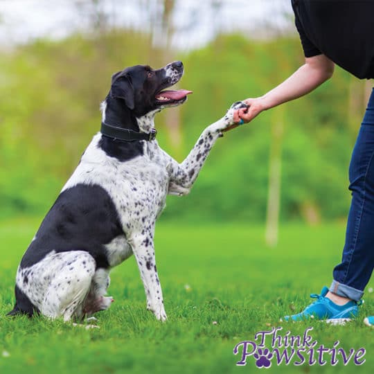 Think Pawsitive Off-Site Private Lesson