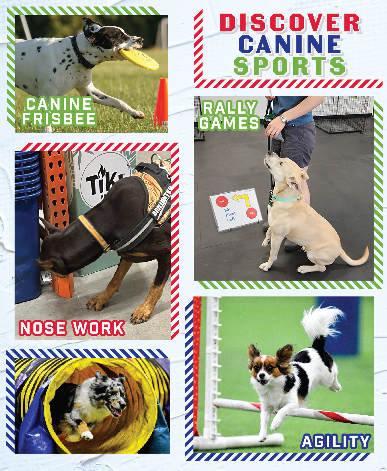 Discover Canine Sports - Think Pawsitive
