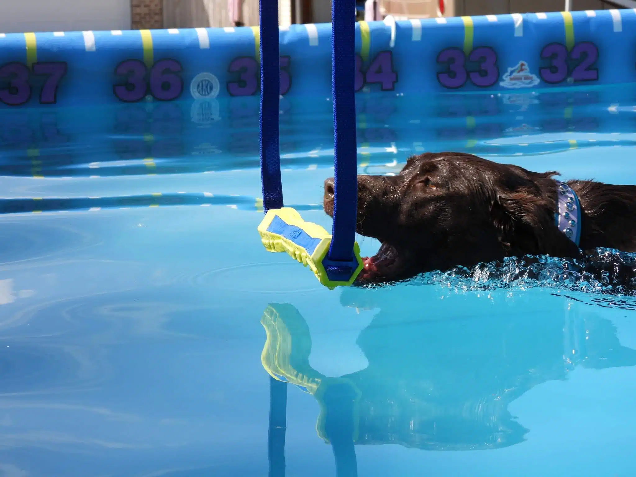 Dock Diving Hydrodash Workshop