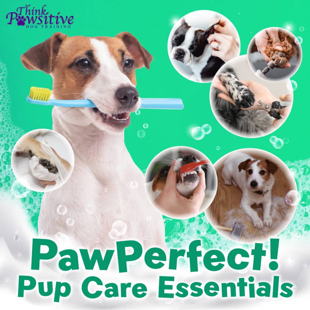 Paw Perfect Discount Code at Jimmy Arroyo blog