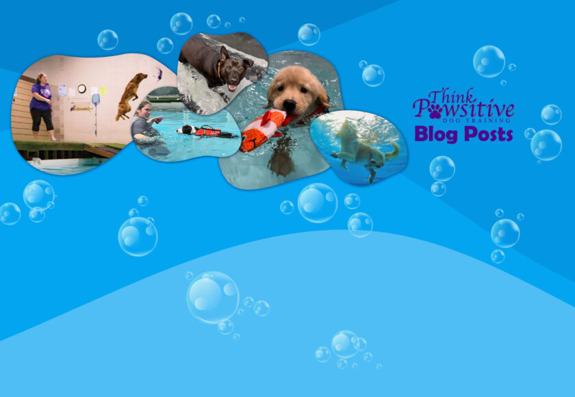 blogbanner_water-pups